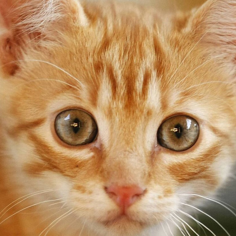 Die Tierdocs: Katze ist ein Angsthase (Foto: picture-alliance / Reportdienste, S. Klewitz-Seemann)