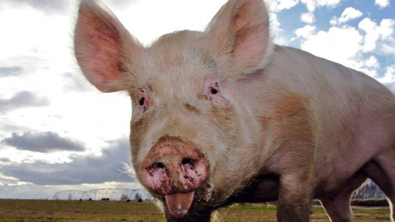 Die Tierdocs: Schwein macht seltsame Geräusche (Foto: picture-alliance / Reportdienste, Bilderbox)