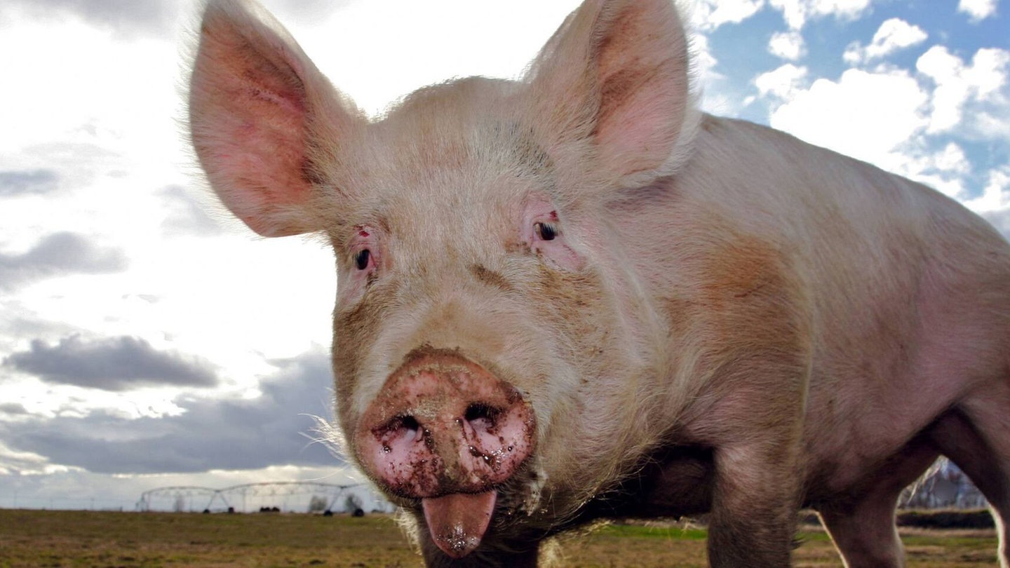 Foto: picture-alliance / Reportdienste, Bilderbox Die Tierdocs: Schwein macht seltsame Geräusche (Foto: picture-alliance / Reportdienste, Bilderbox)