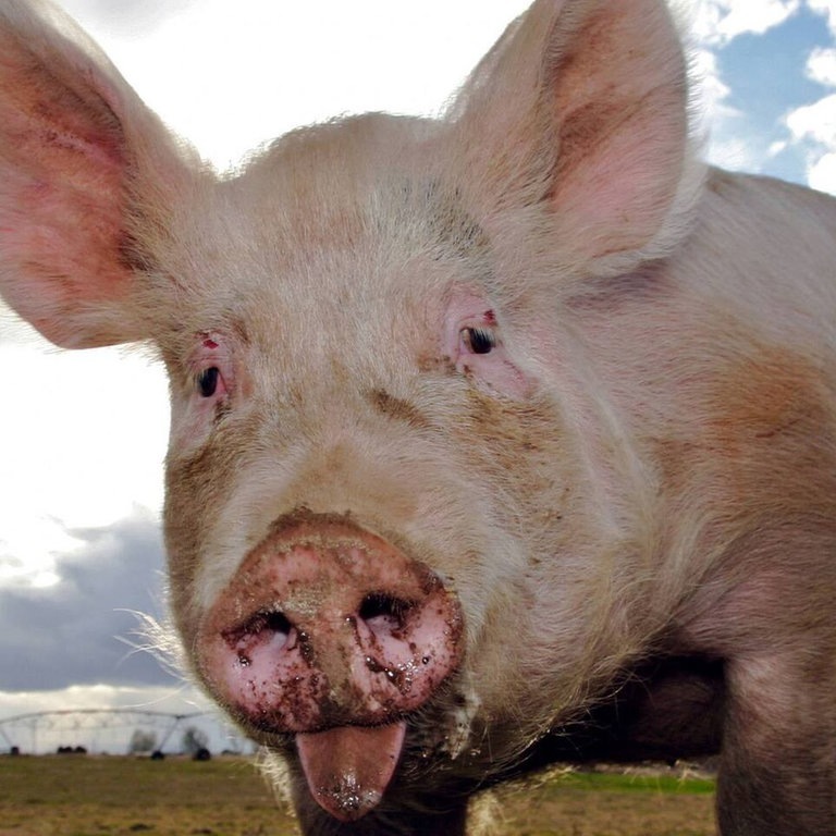 Die Tierdocs: Schwein macht seltsame Geräusche (Foto: picture-alliance / Reportdienste, Bilderbox)