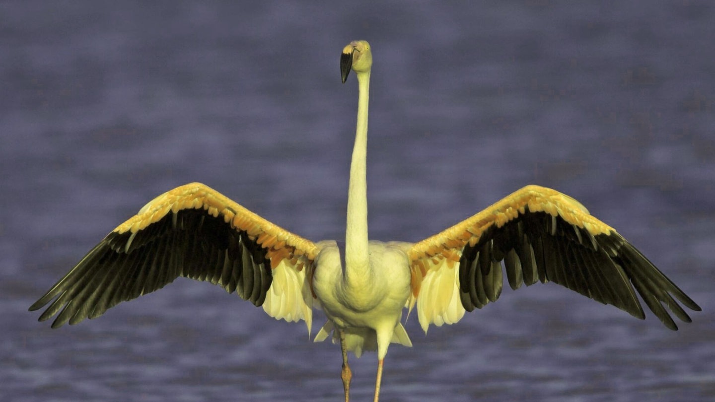 Foto: IMAGO, imago stock&people Die Tierdocs: Flamingo ist grün (Foto: IMAGO, imago stock&people)