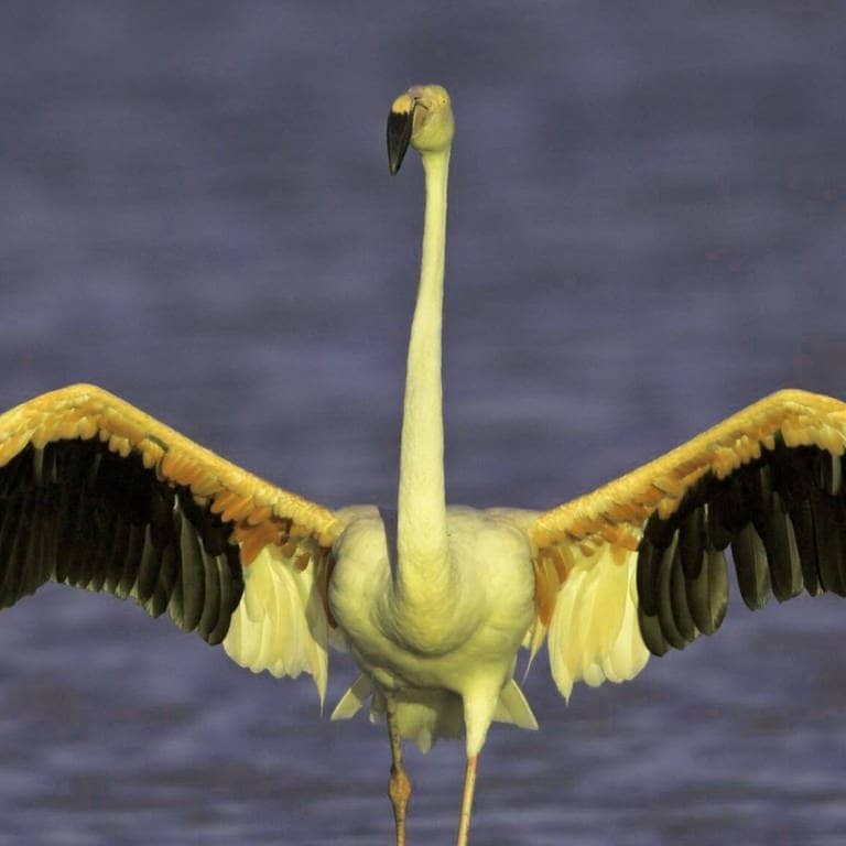 Die Tierdocs: Flamingo ist grün (Foto: IMAGO, imago stock&people)