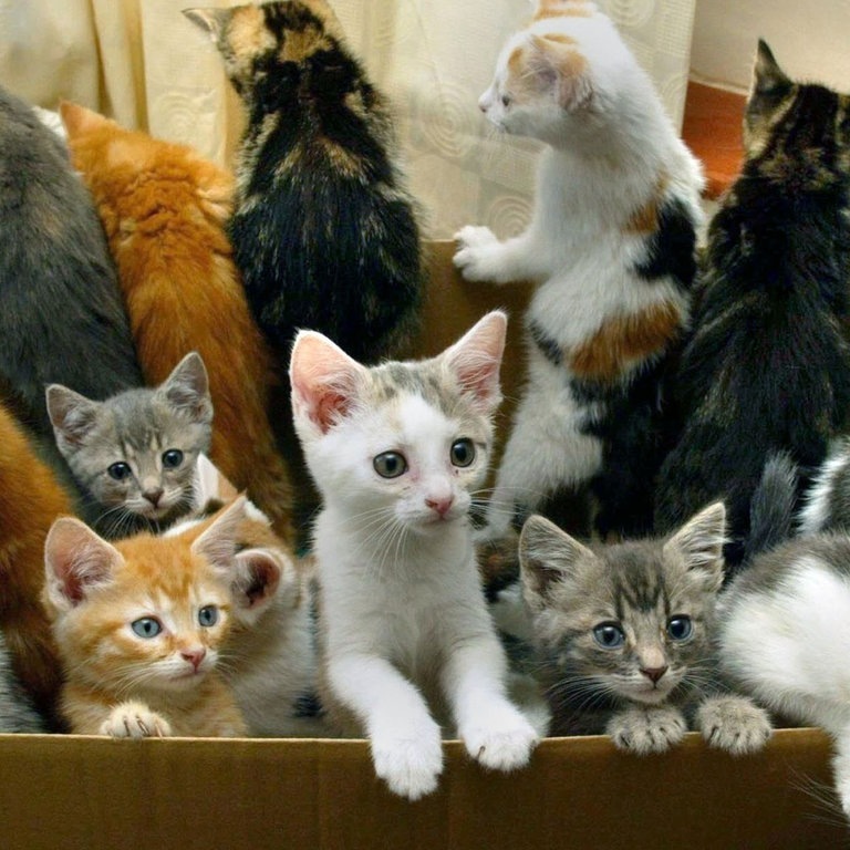 Aufklärung für Katzen (Foto: picture-alliance / Reportdienste, PA Andrew Parsons)
