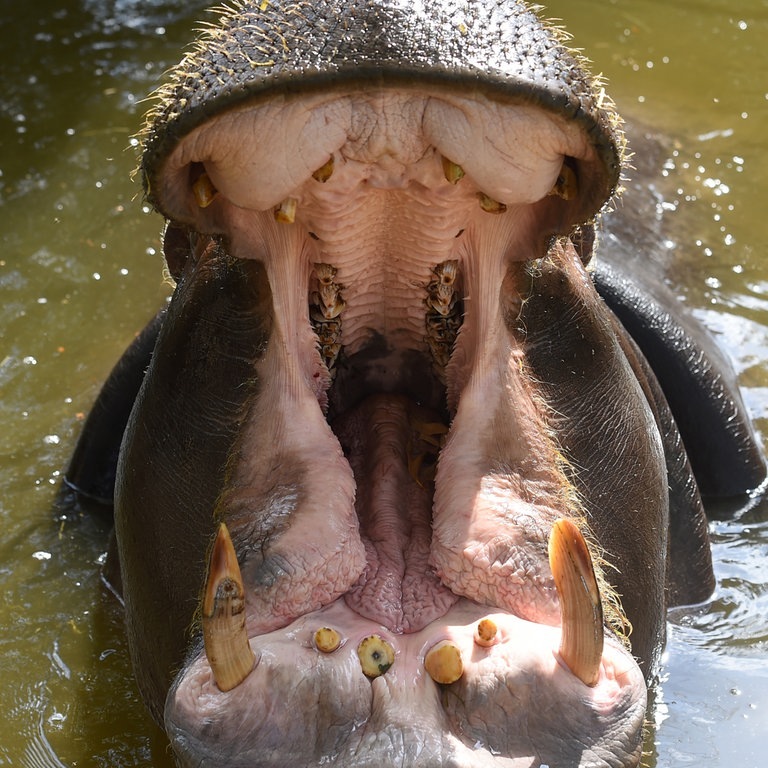 Die Tierdocs: Nilpferd mit Maulsperre (Foto: picture-alliance / Reportdienste, Fotografo01 / IPA)