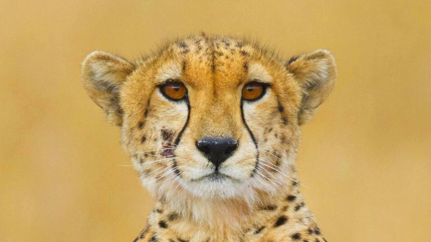 Foto: picture-alliance / Reportdienste, Eva Pum Die Tierdocs: Gepard ist zu langsam (Foto: picture-alliance / Reportdienste, Eva Pum)
