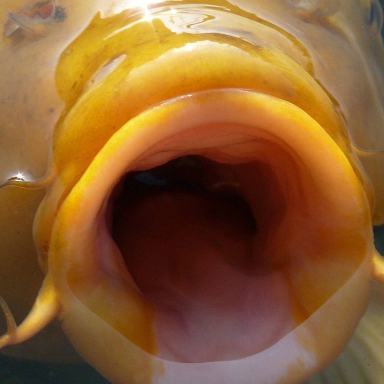 Die Tierdocs: Koi ist eingebildet (Foto: picture-alliance / Reportdienste, fotototo)