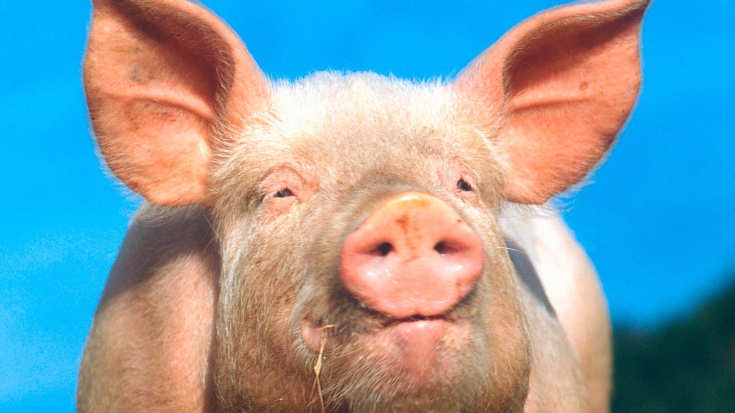 Foto: picture-alliance / Reportdienste, Reinhard, H. Die Tierdocs: House-Schwein (Foto: picture-alliance / Reportdienste, Reinhard, H.)