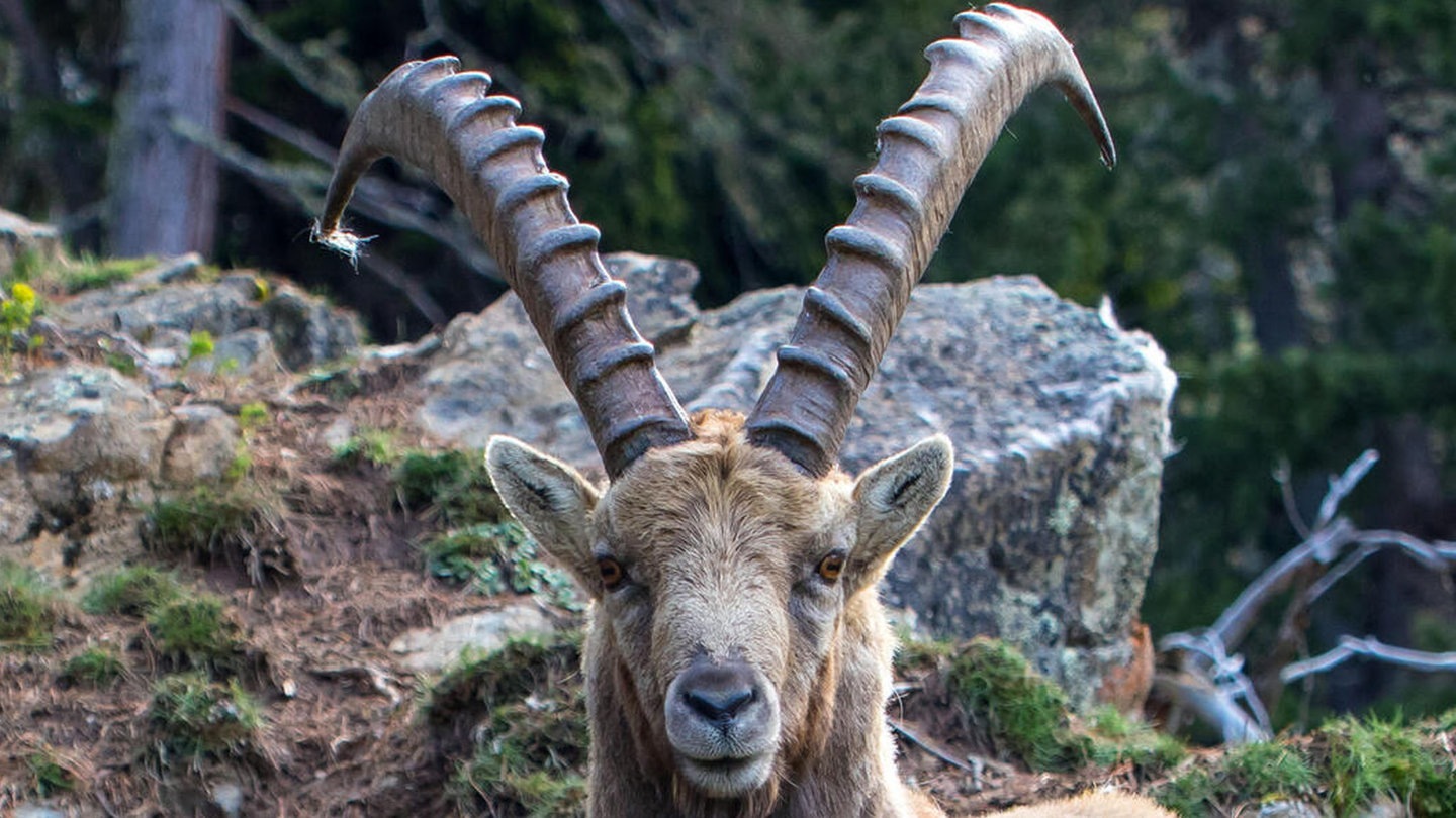 Foto: picture-alliance / Reportdienste, S. Gerth Die Tierdocs: Steinbock hat keinen Bock (Foto: picture-alliance / Reportdienste, S. Gerth)