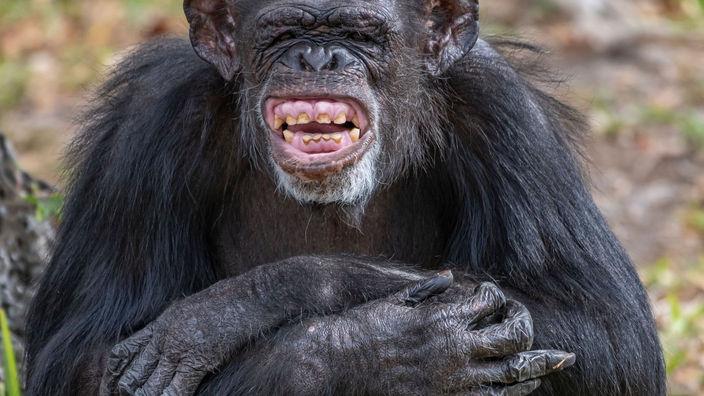 Foto: IMAGO, Imago Kienzle und das Affenwissen (Foto: IMAGO, Imago)