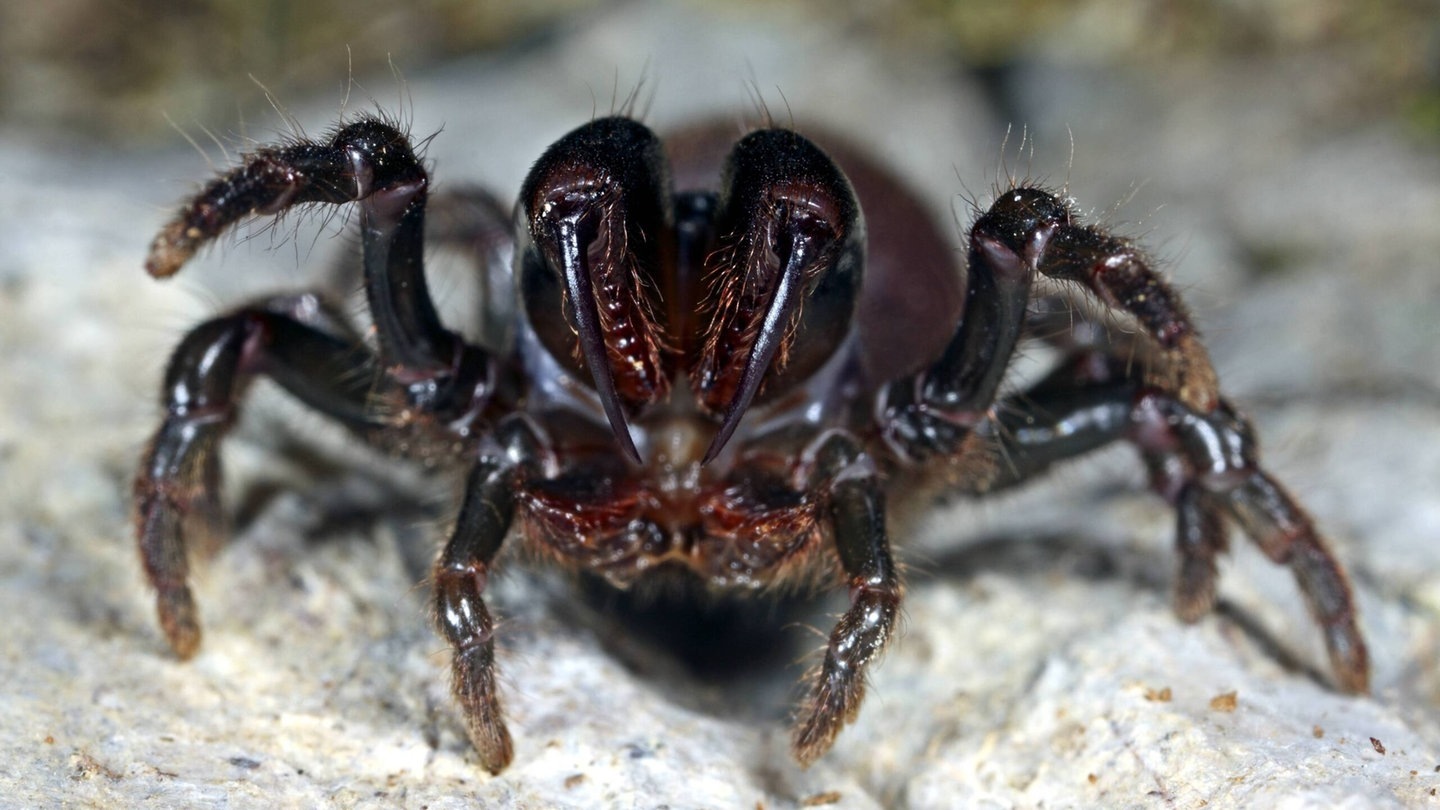 Foto: picture-alliance / Reportdienste, H. Bellmann Die Tierdocs: Vogelspinne (Foto: picture-alliance / Reportdienste, H. Bellmann)