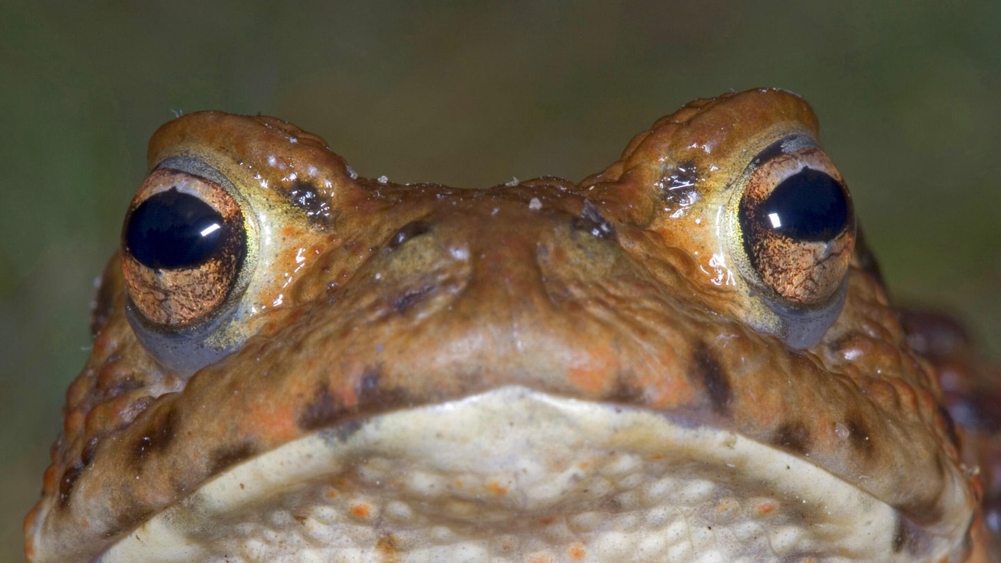 Foto: picture-alliance / Reportdienste, H. Bellmann/F. Hecker; Die Tierdocs: Frosch sagt Wetter falsch voraus (Foto: picture-alliance / Reportdienste, H. Bellmann/F. Hecker;)