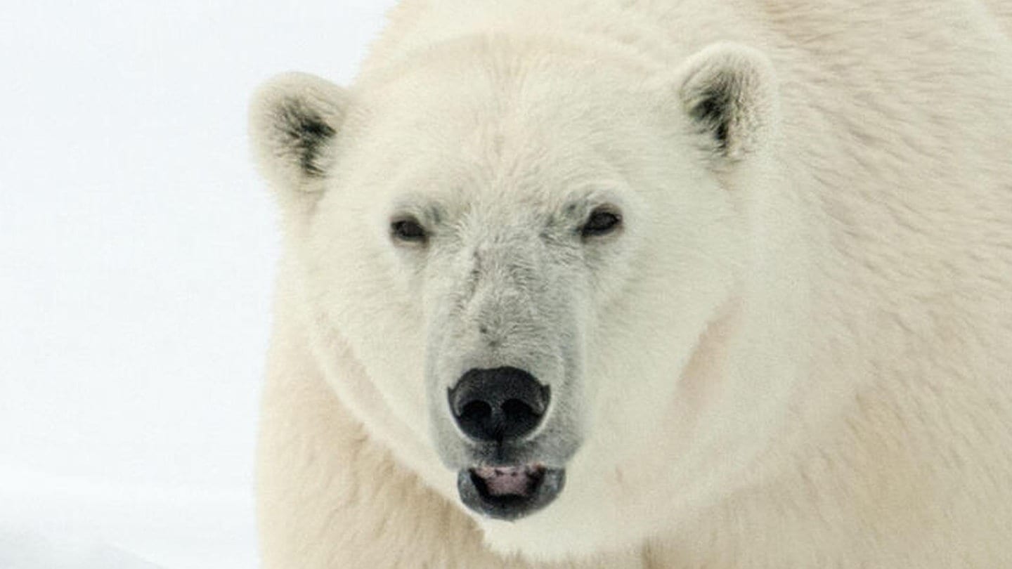 Foto: picture-alliance / Reportdienste, AGAMI/R. de Haas Die Tierdocs: Eisbär will kein Eis mehr (Foto: picture-alliance / Reportdienste, AGAMI/R. de Haas)