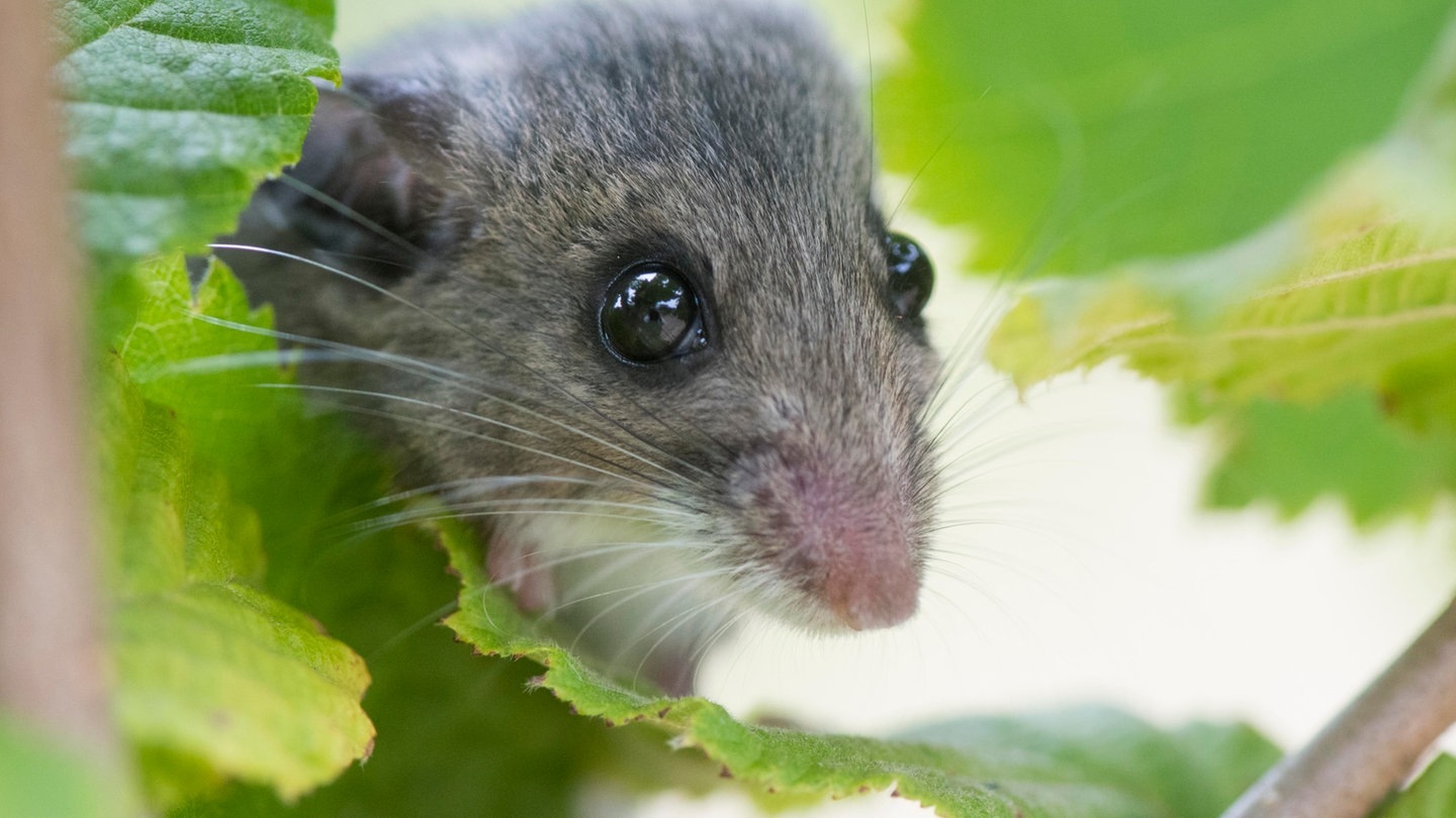Foto: picture-alliance / Reportdienste, Robin Loznak Die Tierdocs: Springmaus springt nicht mehr (Foto: picture-alliance / Reportdienste, Robin Loznak)