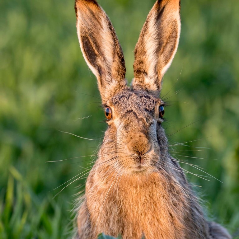 Die Tierdocs: Hase schläft schlecht (Foto: picture-alliance / Reportdienste, Heinz Hudelist)