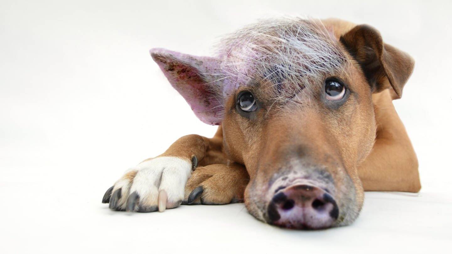 Die Tierdocs: Innerer Schweinehund (Foto: Pixabay)