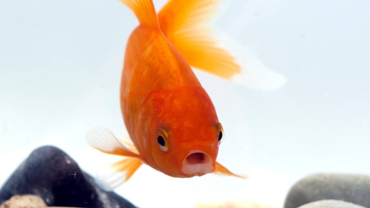 Die Tierdocs: Goldfisch ist vergesslich (Foto: IMAGO, Manfred Ruckszio)