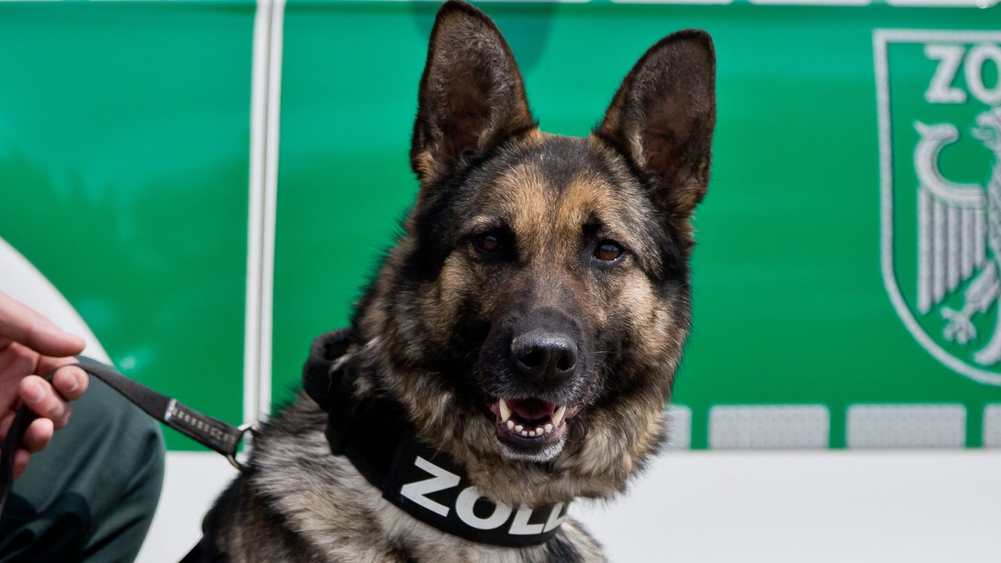 Foto: picture-alliance / Reportdienste, Daniel Karmann Die Tierdocs: Drogenspürhund will aussteigen (Foto: picture-alliance / Reportdienste, Daniel Karmann)
