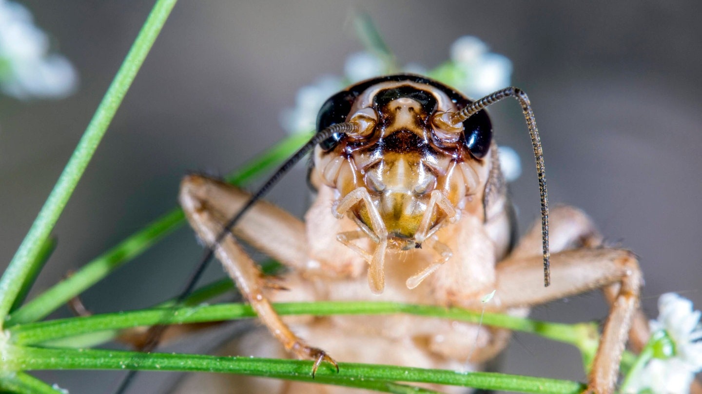 Foto: IMAGO, IMAGO/W. Willner; Die Tierdocs: Grille hat Blähungen (Foto: IMAGO, IMAGO/W. Willner;)