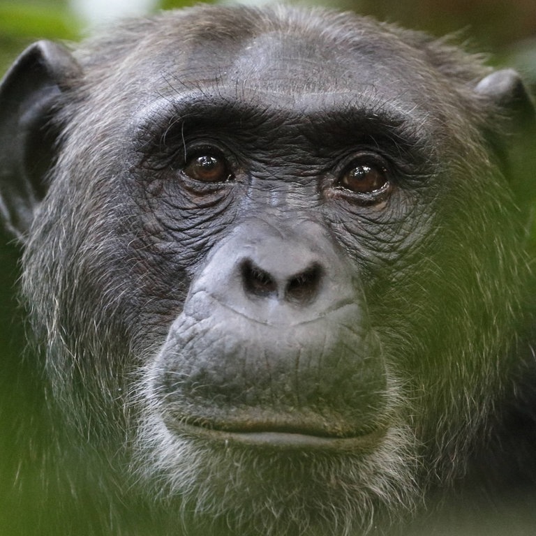 Ein Schimpanse (Foto: IMAGO, imago stock&people;)