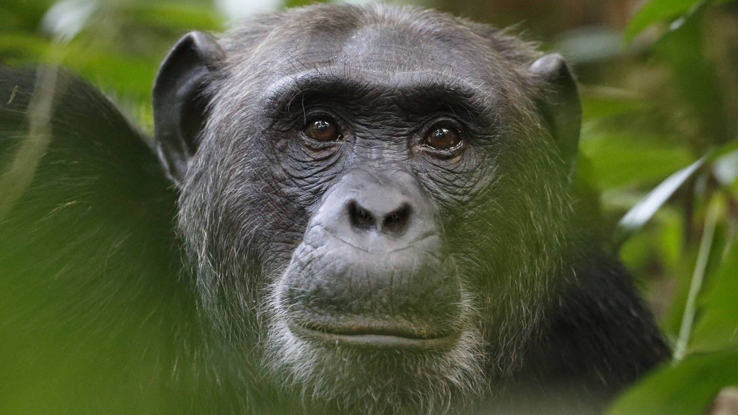 Ein Schimpanse (Foto: IMAGO, imago stock&people;)