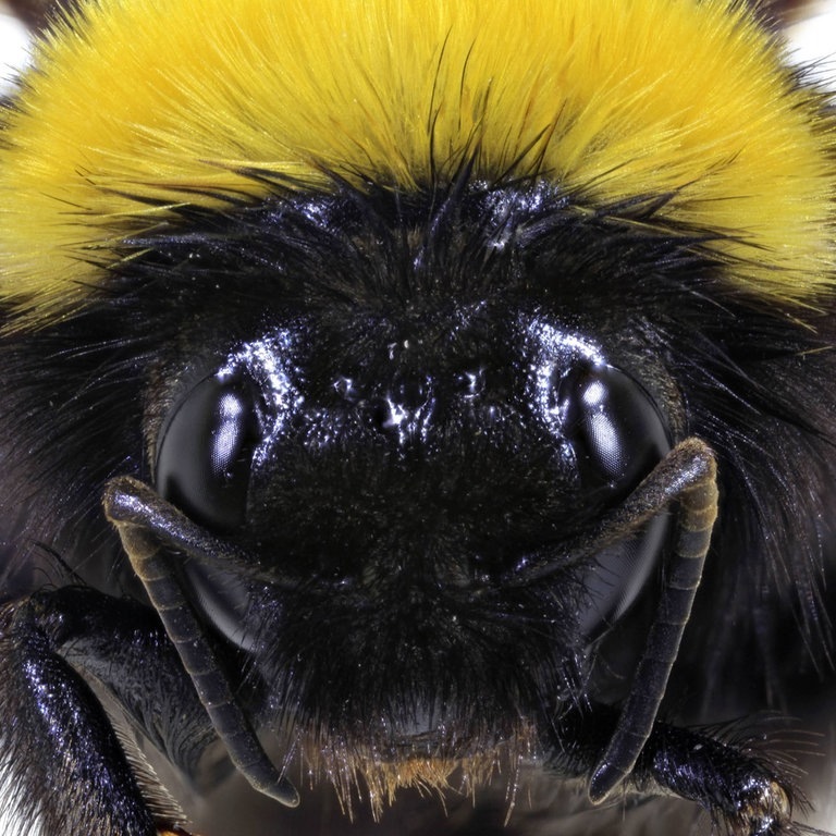 Makroaufnahme des Kopfes einer Hummel (Foto: picture-alliance / Reportdienste, fotototo)