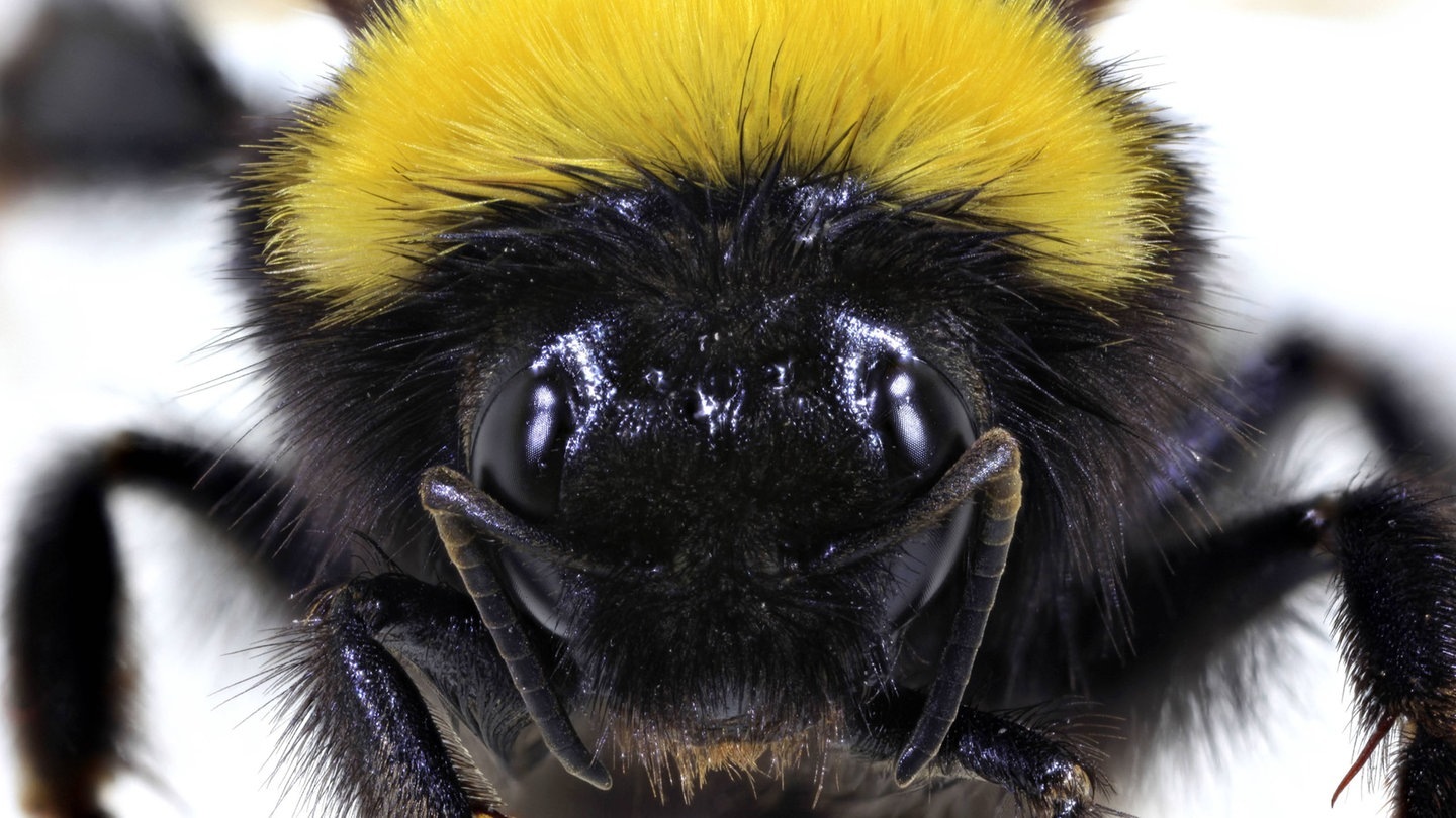 Foto: picture-alliance / Reportdienste, fotototo Makroaufnahme des Kopfes einer Hummel (Foto: picture-alliance / Reportdienste, fotototo)