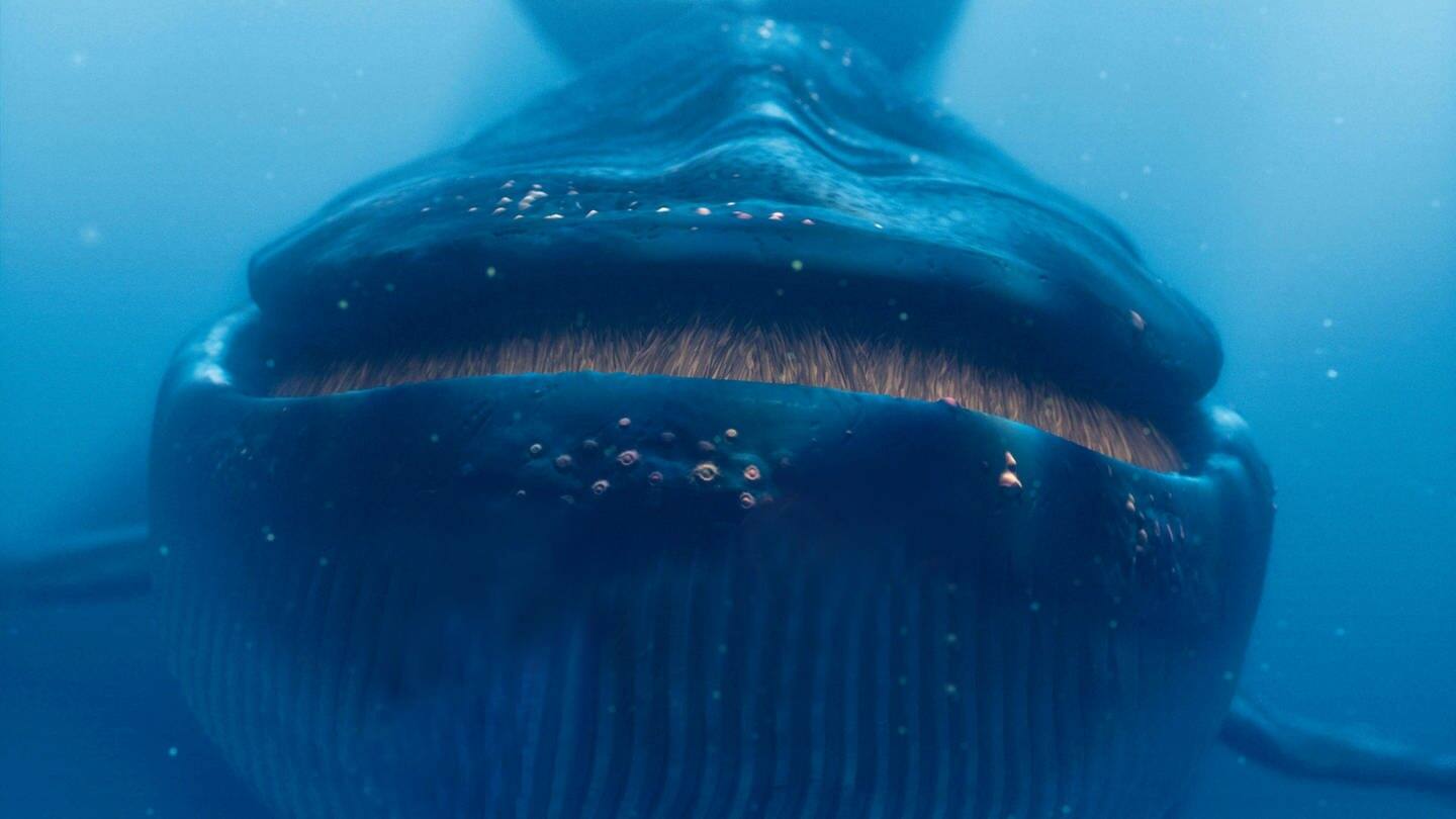 Die Tierdocs: Blauwal fühlt sich zu dick (Foto: picture-alliance / Reportdienste, United Archives / kpa Publicity)
