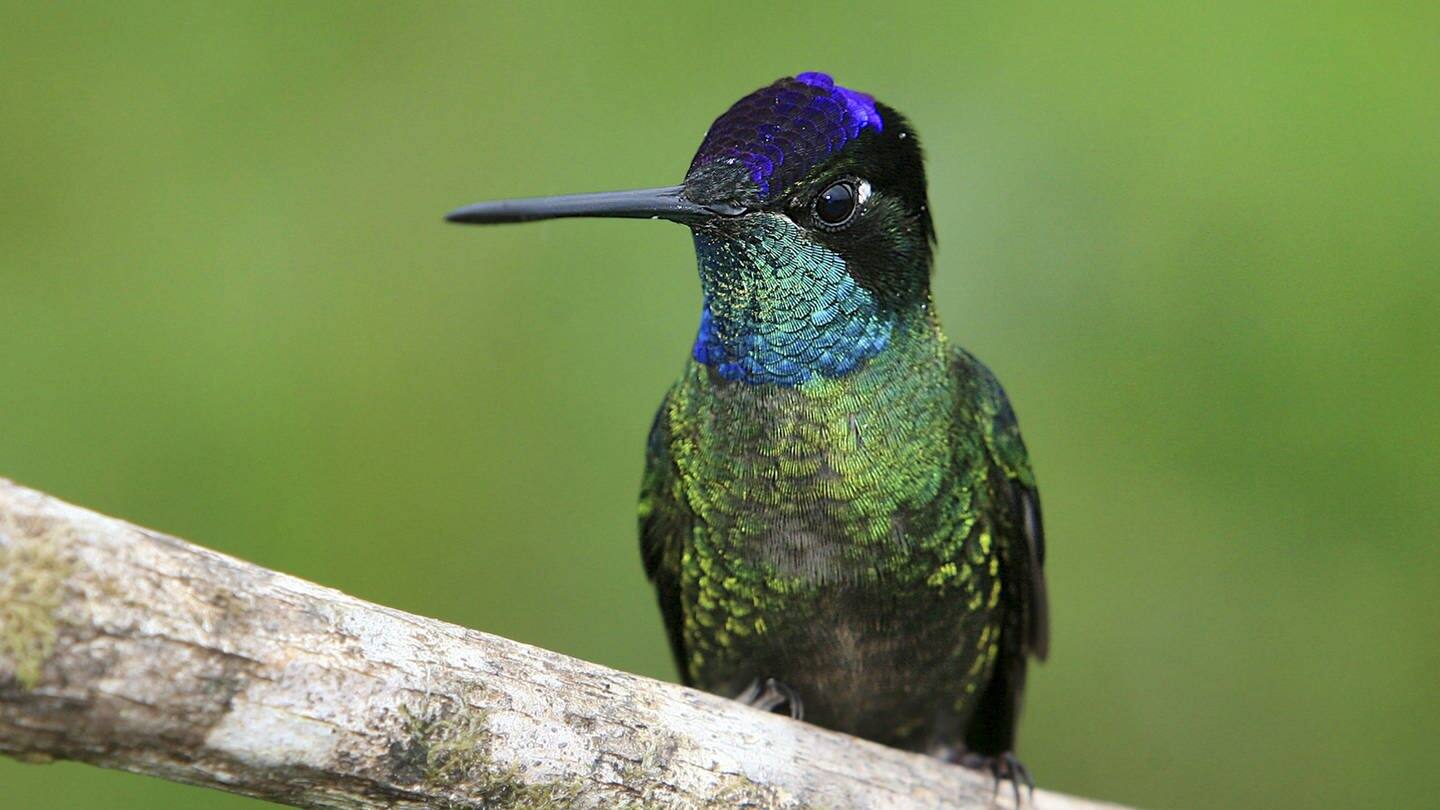 Ein Kolibri sitzt auf einem Ast (Foto: IMAGO, imago stock&people)