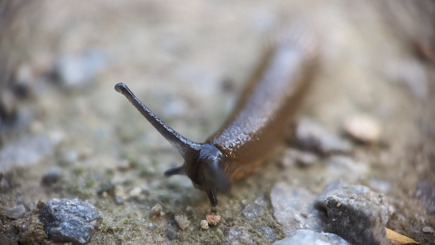 Foto: picture-alliance / Reportdienste, Maximilian Schoenherr Die Nahaufnahme zeigt eine junge, etwa 2 cm lange Nacktschnecke (Foto: picture-alliance / Reportdienste, Maximilian Schoenherr)