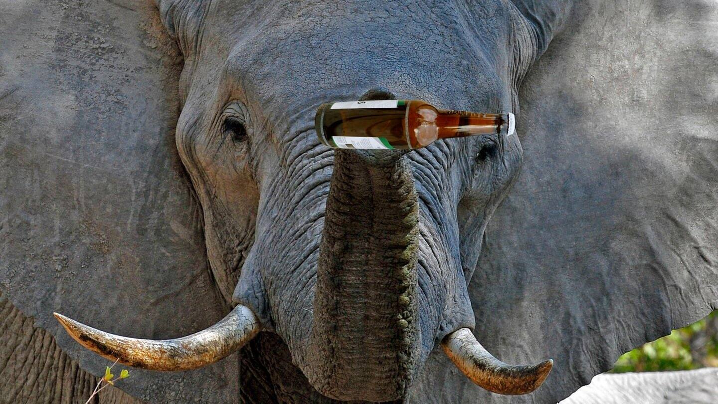 Ein Elefant, der eine Flasche im Rüssel hält (Foto: picture-alliance / Reportdienste, C. Stenner; AGAMI/H. Germeraad)