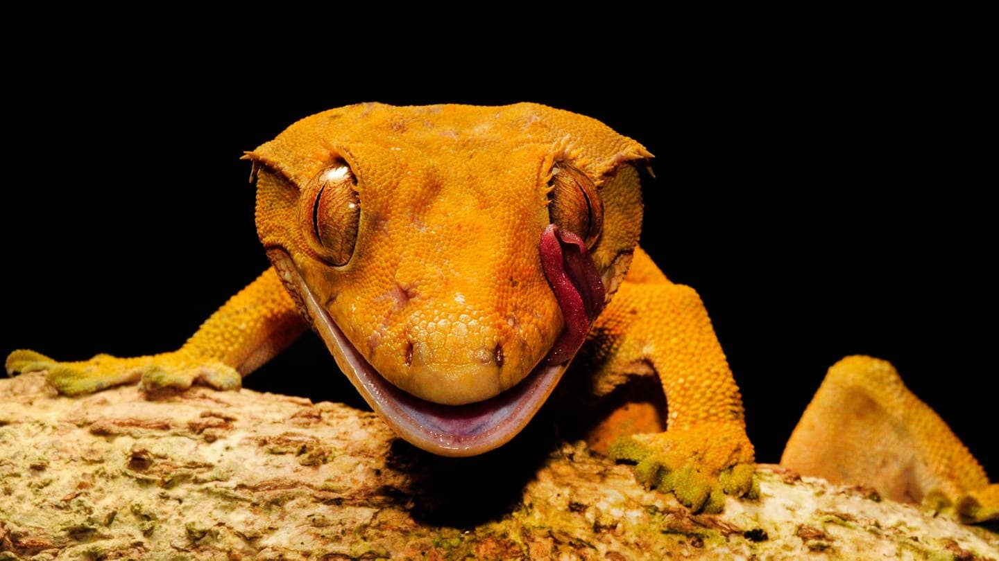 Ein Gecko sitzt auf einem Ast (Foto: picture-alliance / Reportdienste, B. Trapp)