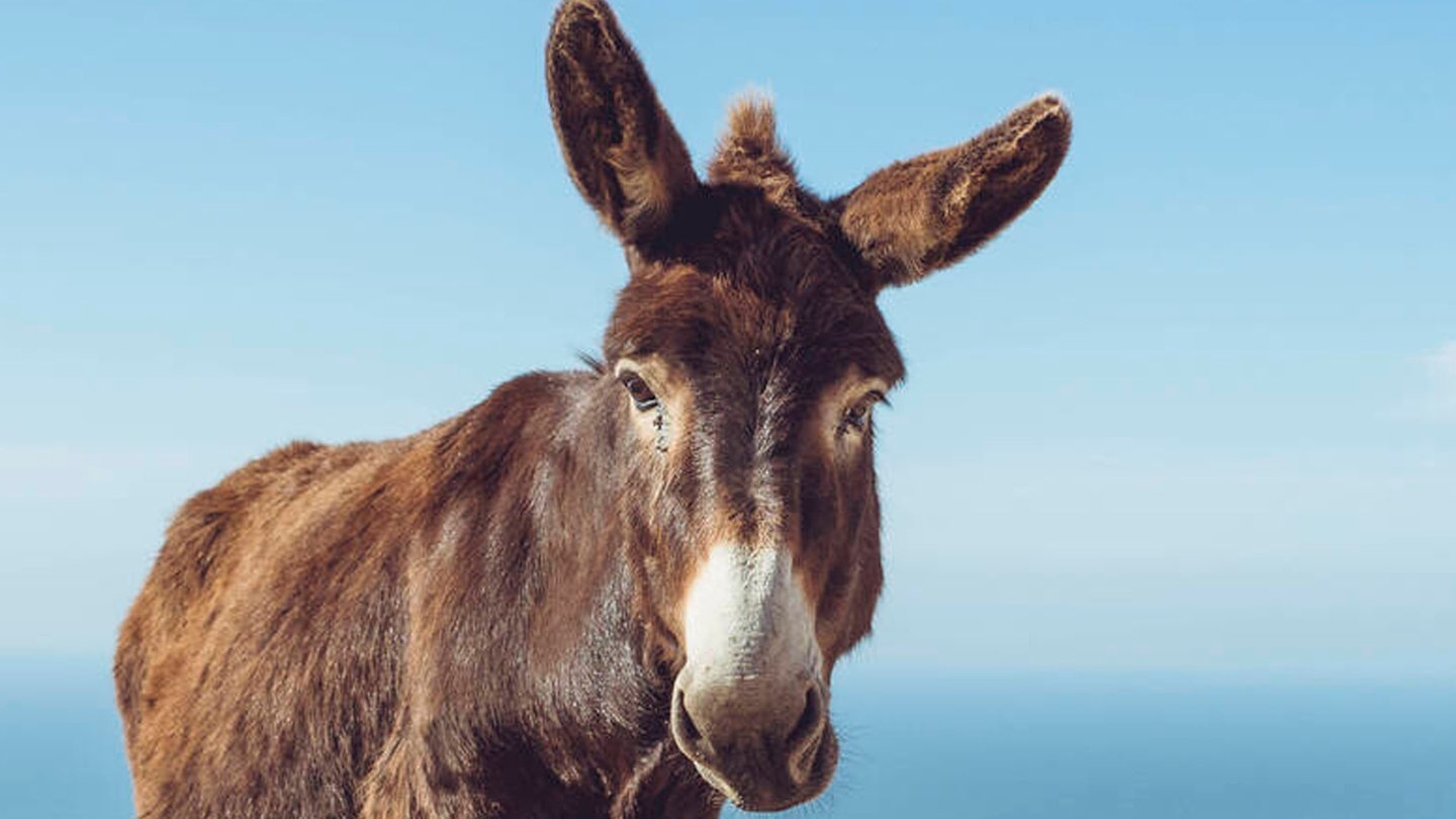 Foto: IMAGO, Hannah Bichay Ein Esel steht auf einer Klippe (Foto: IMAGO, Hannah Bichay)