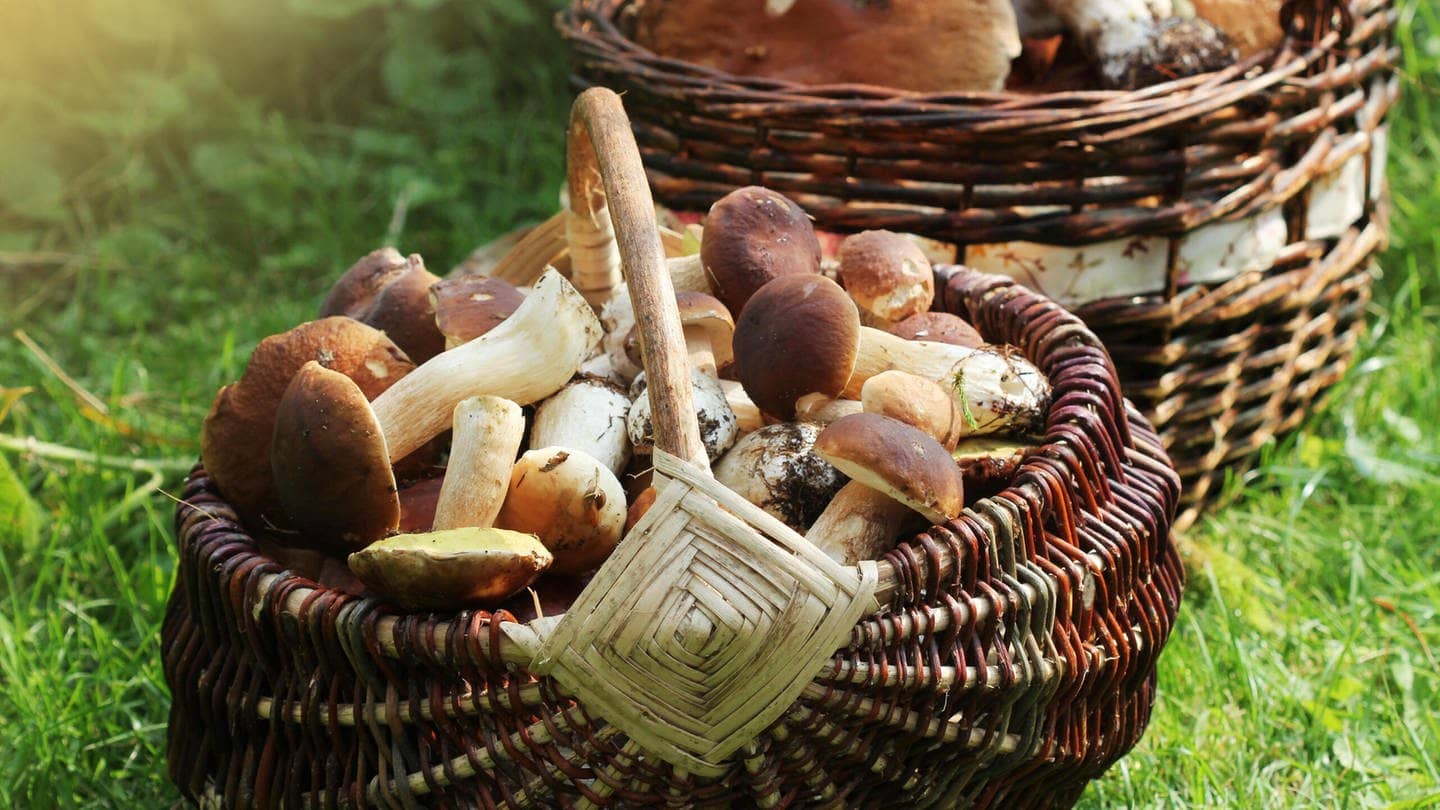 Ein Korb mit gesammelten Pilzen (Foto: picture-alliance / Reportdienste, Virginija Vaidakaviciene)
