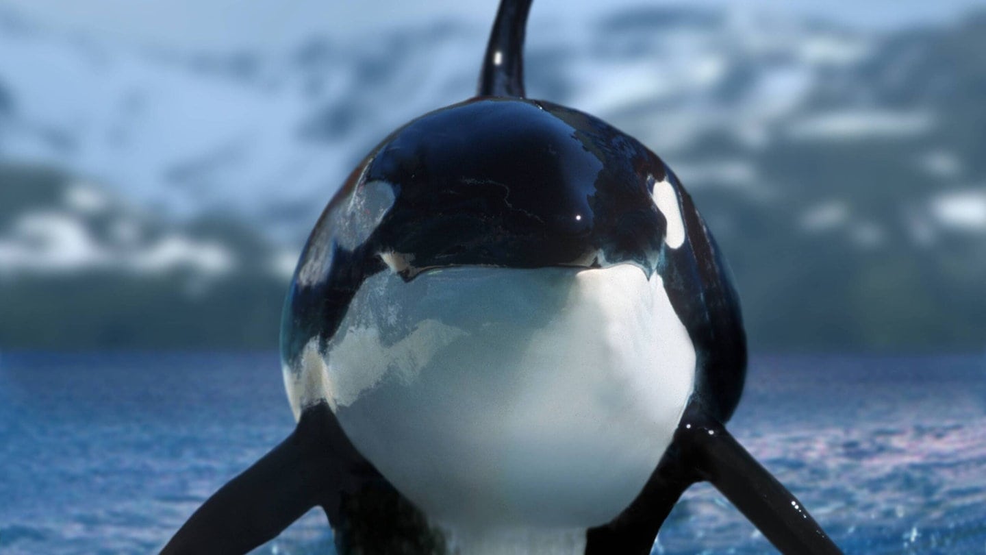 Foto: IMAGO, imago stock&people Ein Orca springt aus dem Wasser (Foto: IMAGO, imago stock&people)
