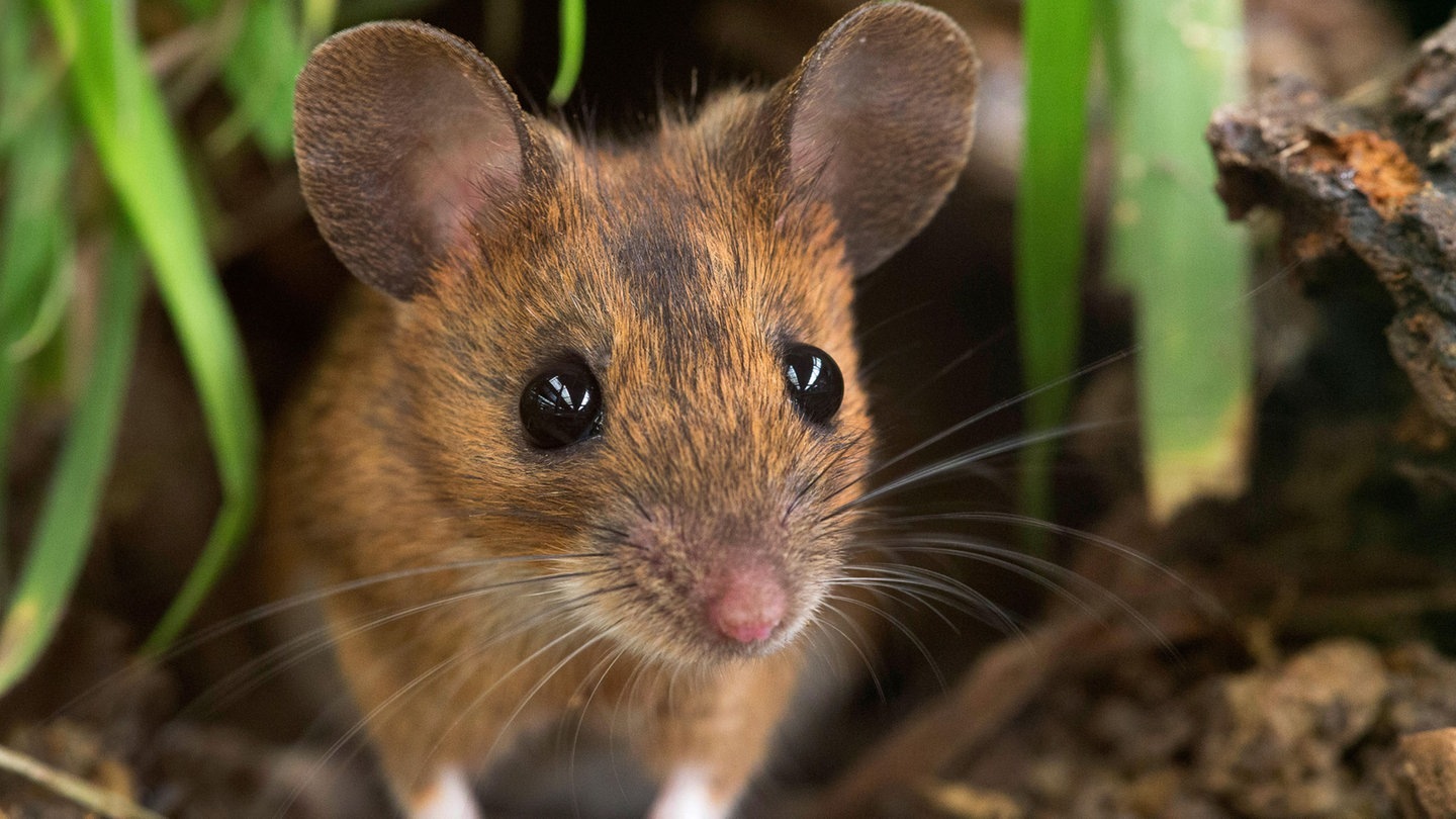 Foto: picture-alliance / Reportdienste, W. Pattyn Die Tierdocs: Ratte schminkt sich (Foto: picture-alliance / Reportdienste, W. Pattyn)