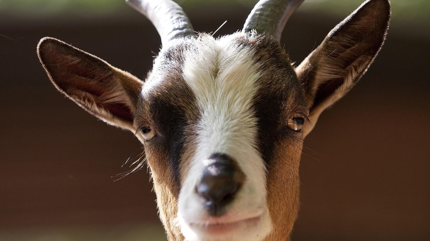 Foto: picture-alliance / Reportdienste, S. Ziese Die Tierdocs: Ziege meckert (Foto: picture-alliance / Reportdienste, S. Ziese)