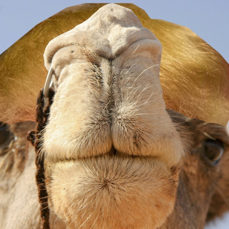 Die Tierdocs: Orangefarbenes Kamel (Foto: picture-alliance / Reportdienste, McPHOTO/M. Begsteiger)