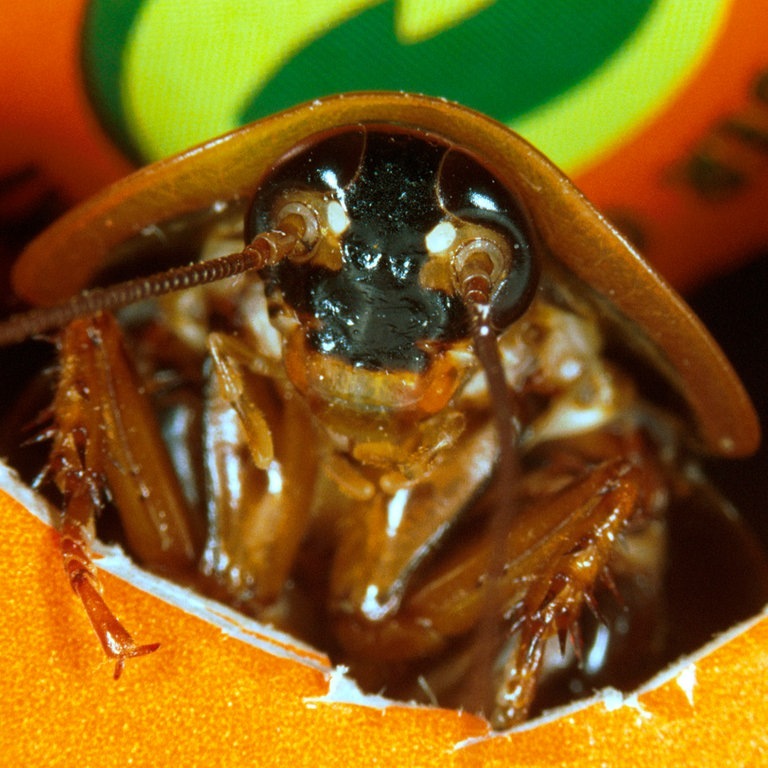 Die Tierdocs: Schabe will auf die Couch (Foto: picture-alliance / Reportdienste, WILDLIFE/P.Hartmann;)