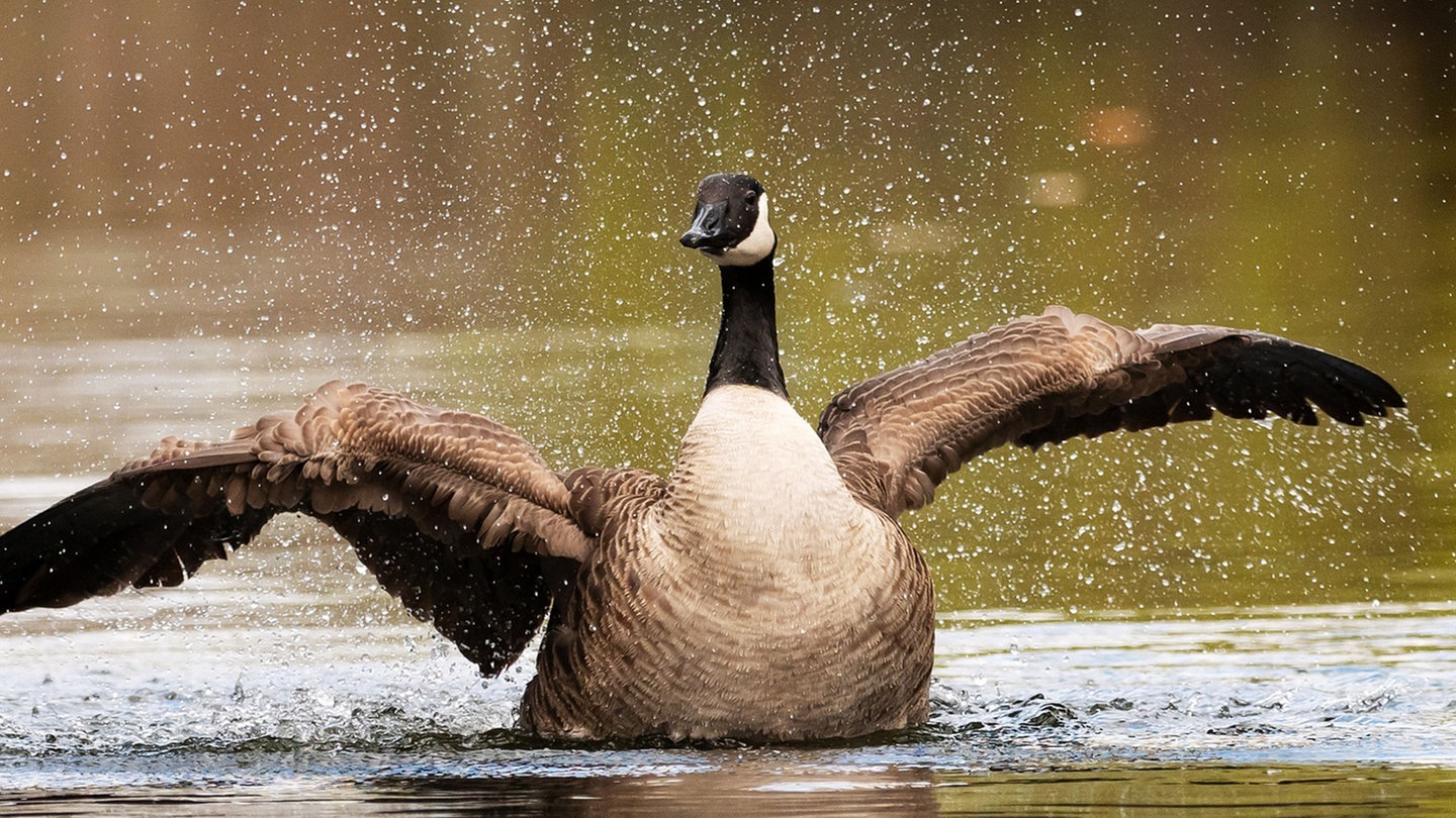 Die Tierdocs: Kanadagans (Foto: picture-alliance / Reportdienste, Wolfram Steinberg)