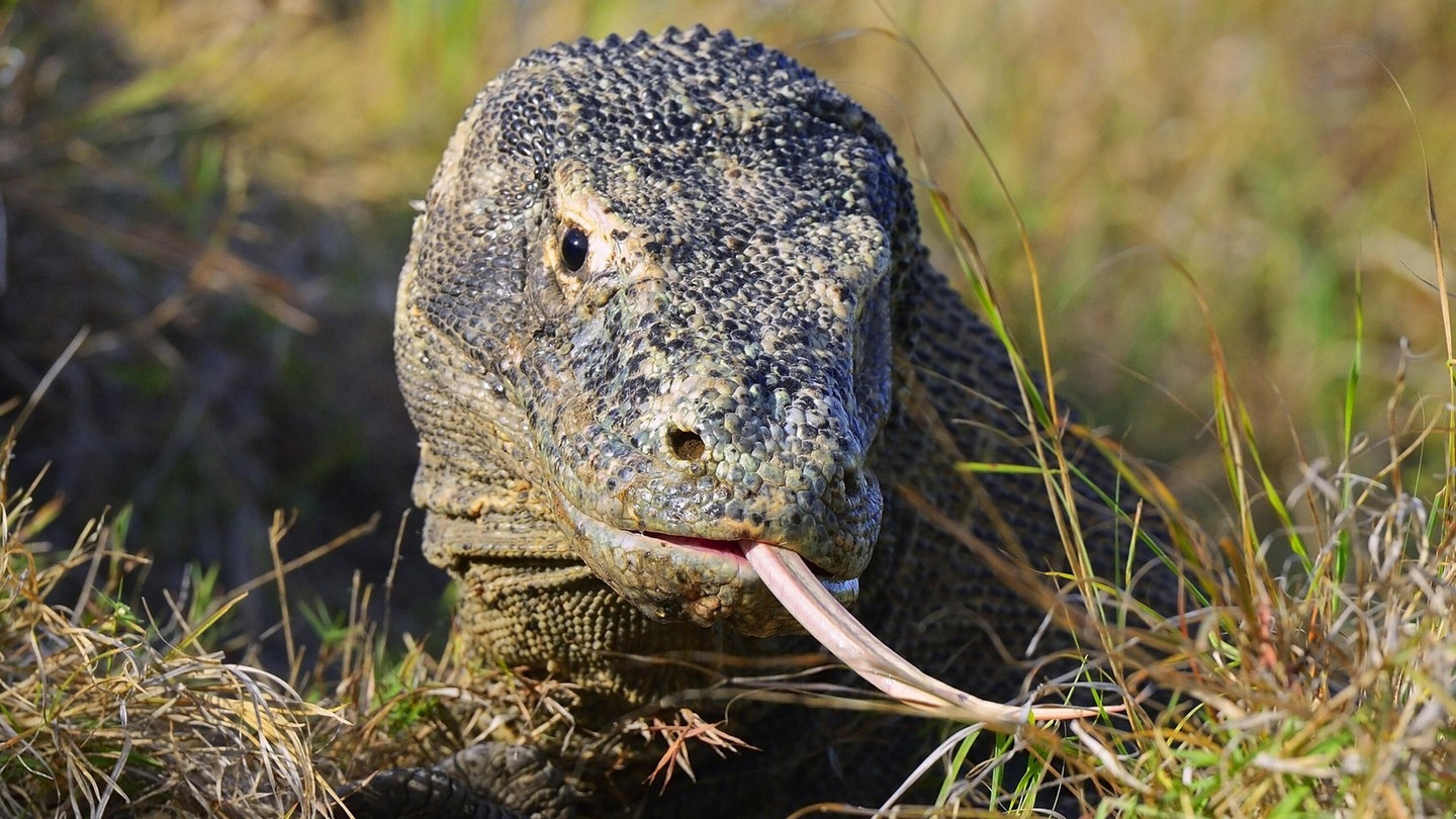 Foto: picture-alliance / Reportdienste, McPHOTO/I. Schulz Ein Komodowaran liegt im Gras (Foto: picture-alliance / Reportdienste, McPHOTO/I. Schulz)