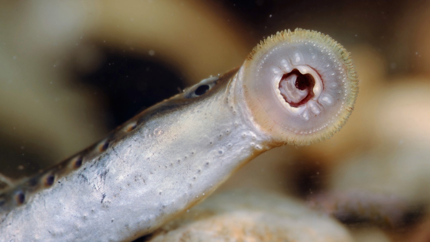 Die Tierdocs: Neunauge (Foto: picture-alliance / Reportdienste, A. Hartl;)