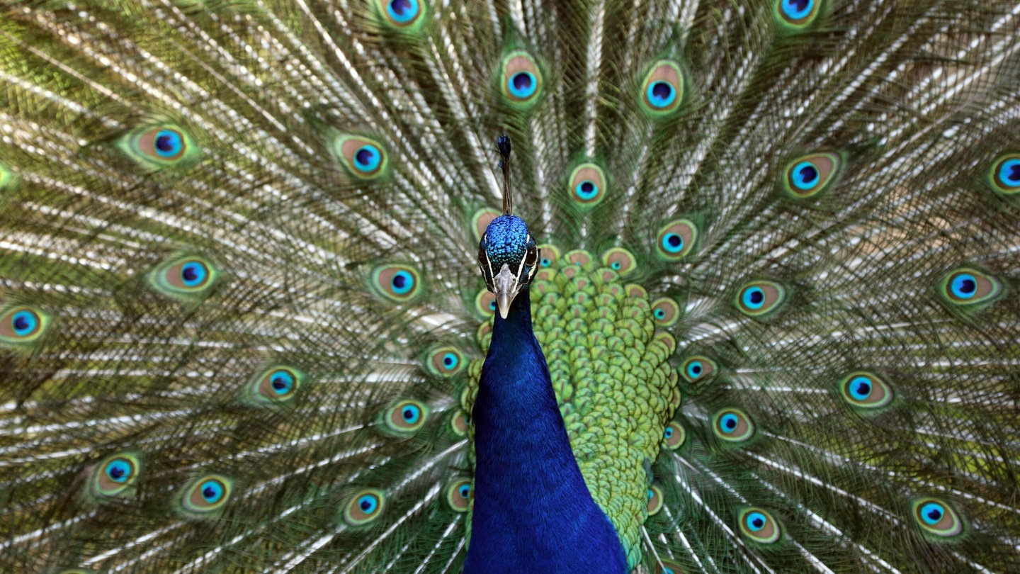 Foto: picture-alliance / Reportdienste, R7162 Sorge Die Tierdocs: Pfau (Foto: picture-alliance / Reportdienste, R7162 Sorge)
