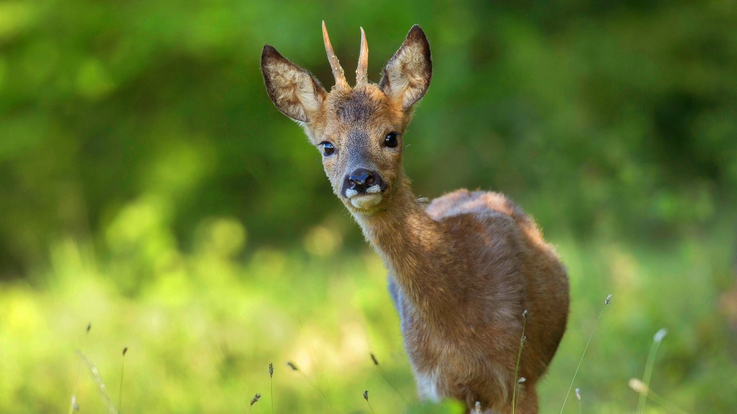 Die Tierdocs: Reh will alles wiederverwerten (Foto: picture-alliance / Reportdienste, W. Pattyn)