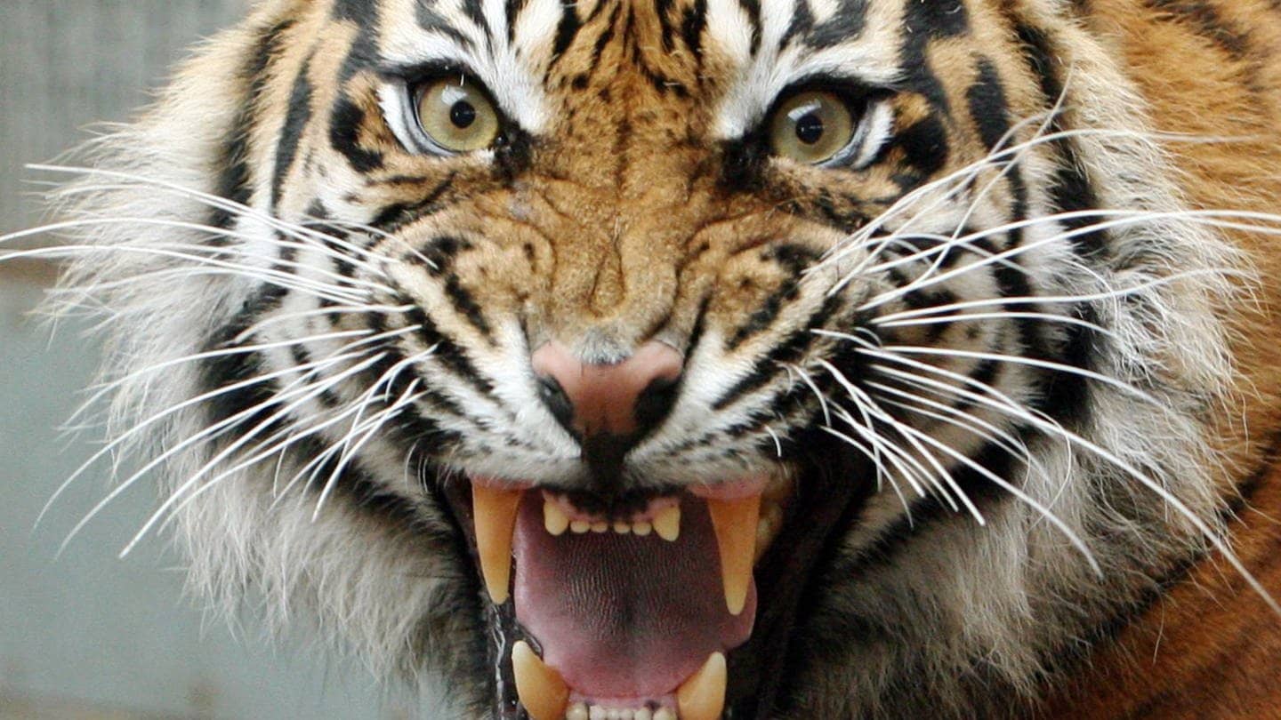 Die Tierdocs: Tiger ist wütend (Foto: picture-alliance / Reportdienste, Bernd Weißbrod)