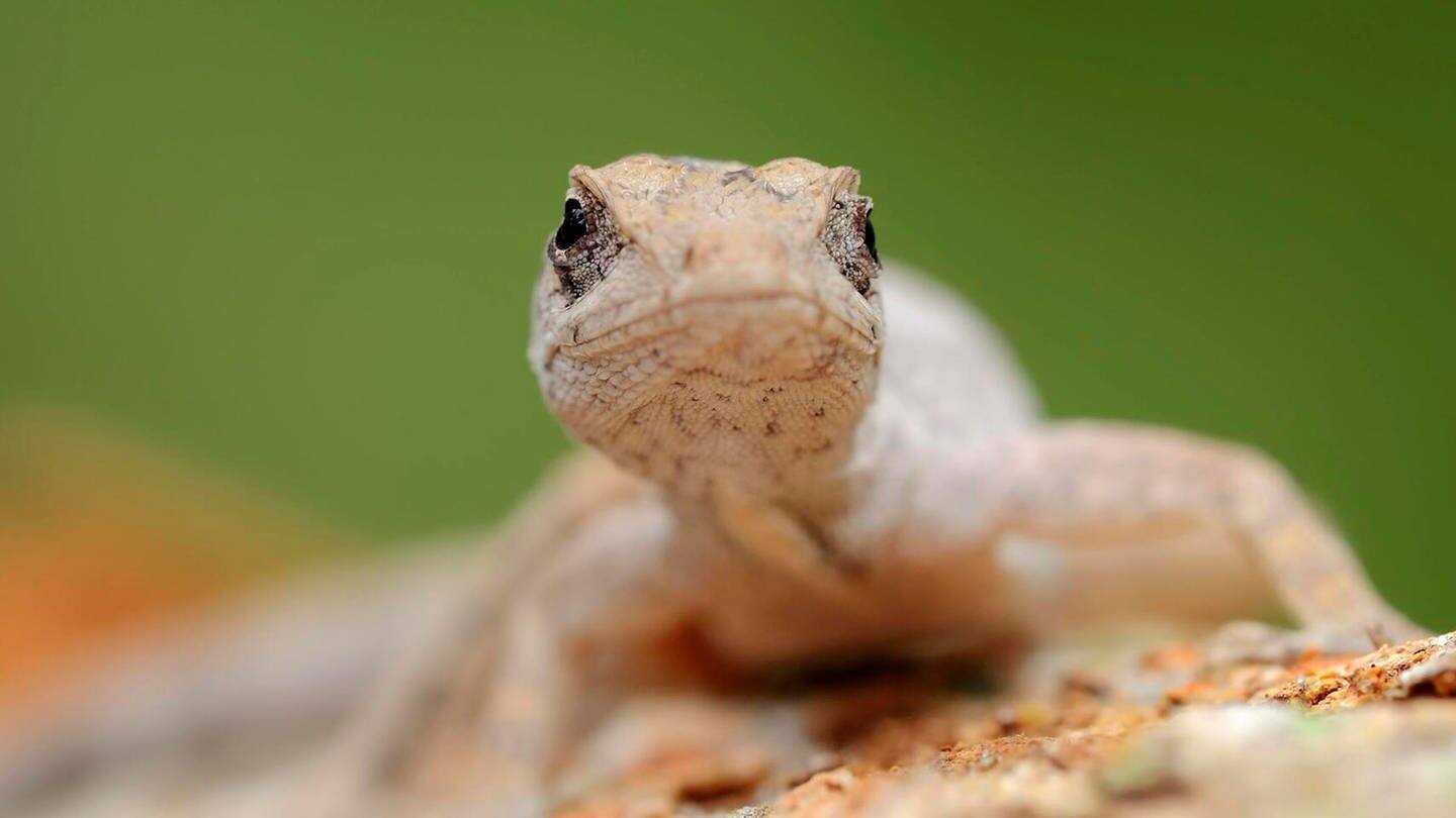 Die Tierdocs: Gecko fällt von der Wand (Foto: picture-alliance / Reportdienste, Christian Huetter)