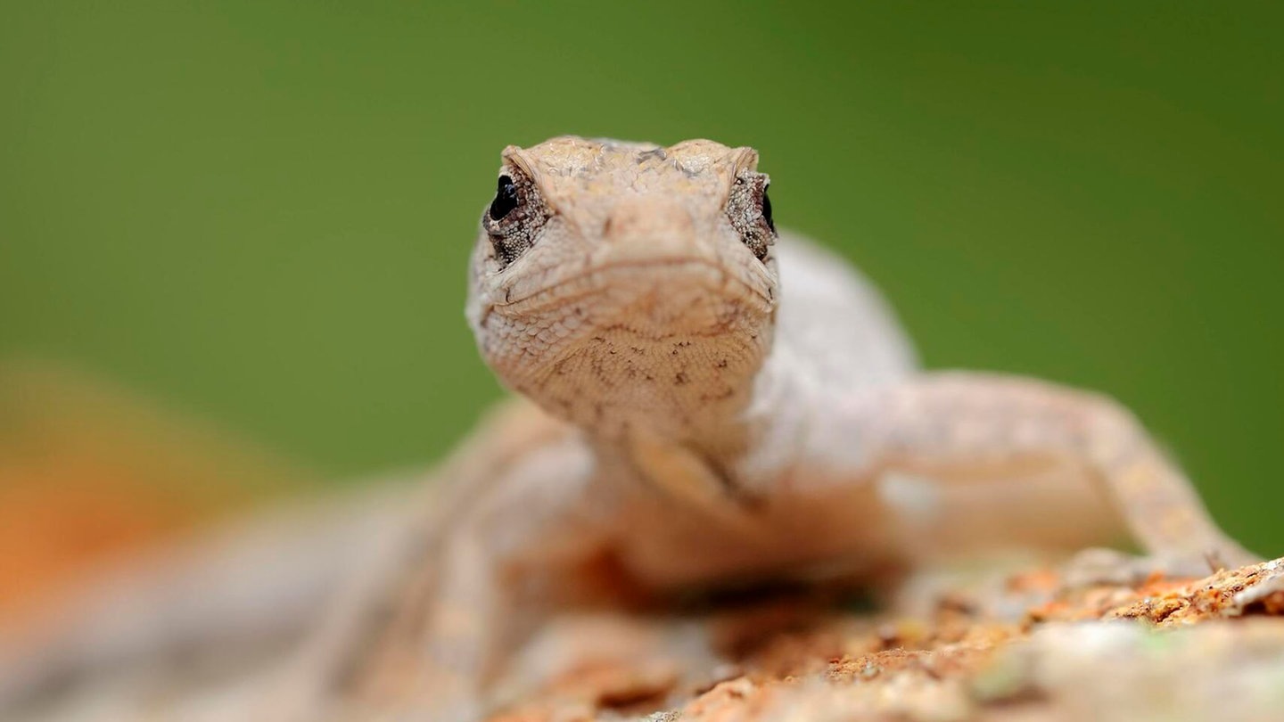 Foto: picture-alliance / Reportdienste, Christian Huetter Die Tierdocs: Gecko fällt von der Wand (Foto: picture-alliance / Reportdienste, Christian Huetter)