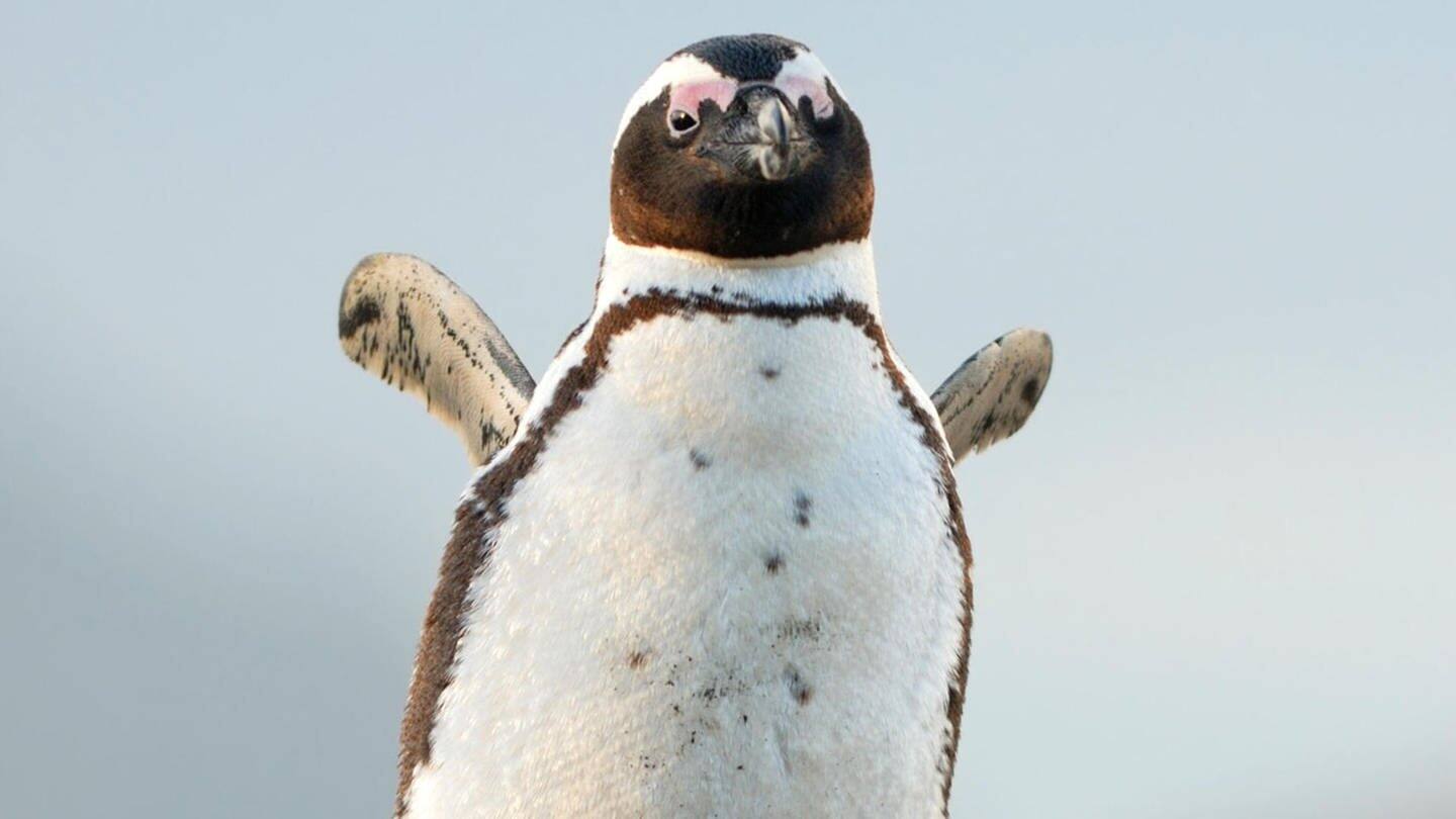Die Tierdocs: Pinguin friert (Foto: picture-alliance / Reportdienste, McPHOTO/D. Vorbusch)
