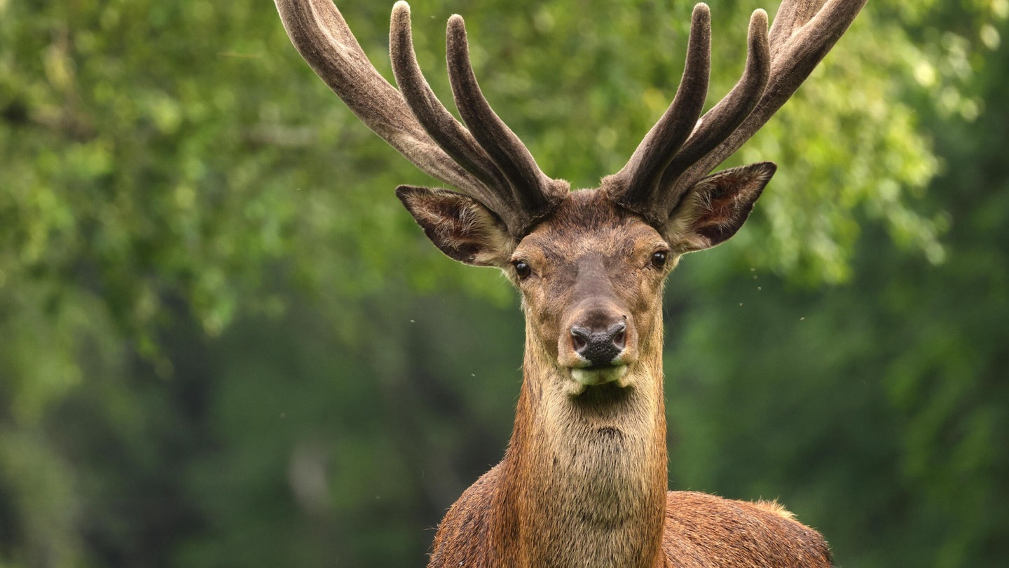 Foto: picture-alliance / Reportdienste, S. Meyers Die Tierdocs: Rentier will nicht mehr zum Weihnachtsmann (Foto: picture-alliance / Reportdienste, S. Meyers)