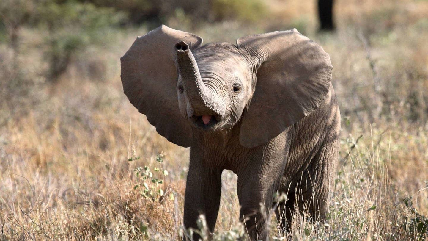 Die Tierdocs: Elefant ist eingegangen (Foto: picture-alliance / Reportdienste, Werner&Kerstin Layer)
