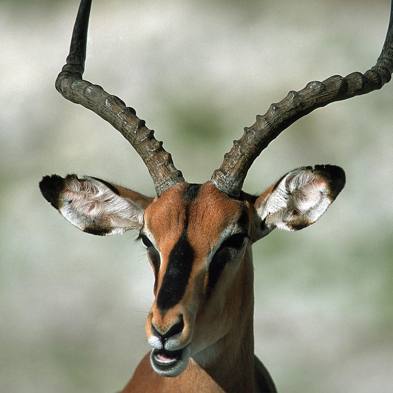 Die Tierdocs: Antilope ist immer dagegen (Foto: picture-alliance / Reportdienste, F. Stober;)